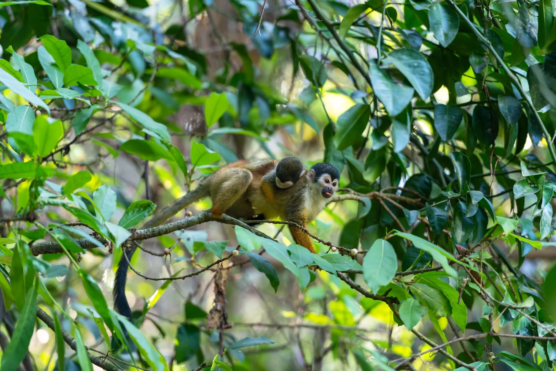 Squirrel monkey perched on a visitor's shoulder in the forested Anamuya hills near Punta Cana