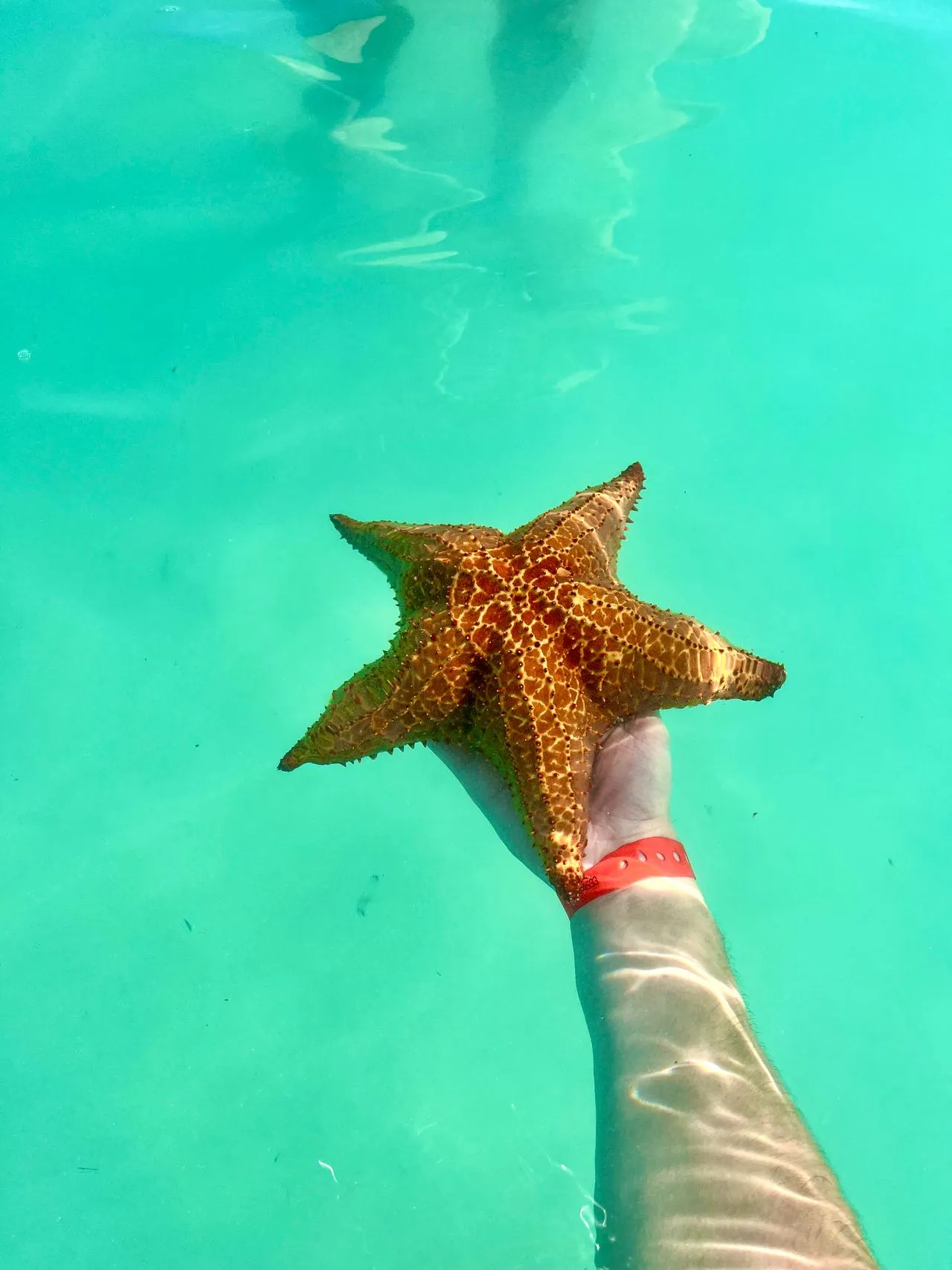 A cushion sea star held just below the surface of clear turquoise water on a snorkeling stop in the Dominican Republic
